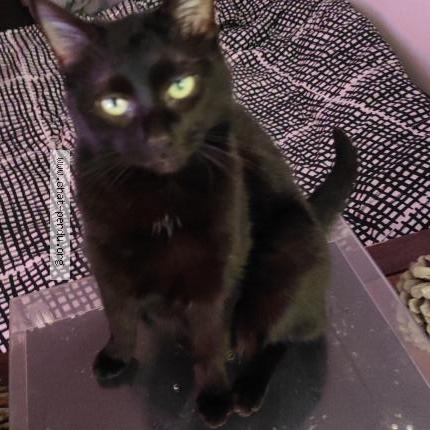 Foto 1/2 p'tite noire Chat perdido en Bruyeres le chatel