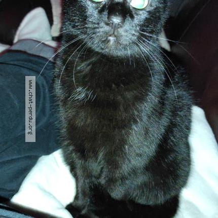 Foto 2/2 p'tite noire Chat perdido en Bruyeres le chatel