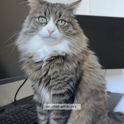 Foto 1/1 Helios Chat perdido en Saint raphael