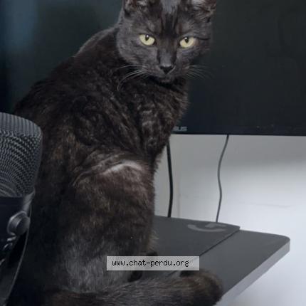 Foto 1/1 Smoke Chat perdido en Saint raphael