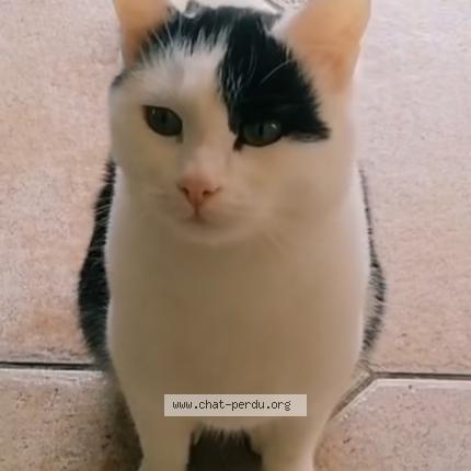 Foto 1/1 Filou Chat perdido en Gaudechart