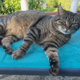 Foto del gato perdido en Bois Guillaume