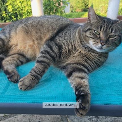 Foto 1/1 Gato encontrado Perdido en Bois guillaume