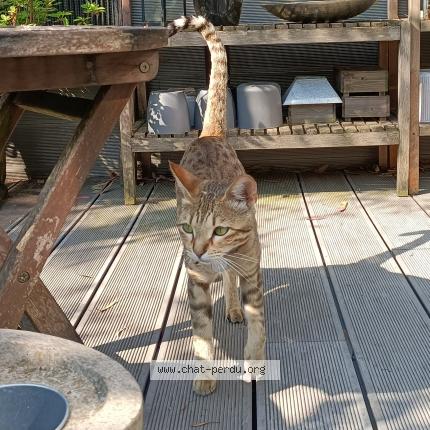 Foto 1/1 Théa Chat perdido en Wasquehal