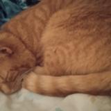 Foto del gato perdido en Meyrin