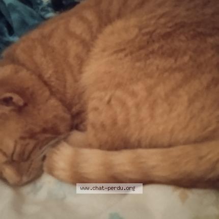 Foto 1/1 Shiriny Chat perdido en Meyrin