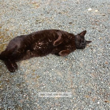 Foto 1/1 Gato encontrado Encontrado en Cours