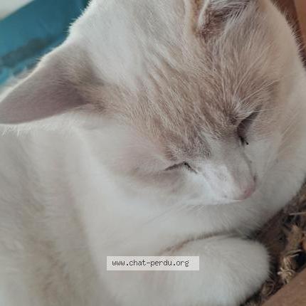 Foto 1/1 Gato encontrado Perdido en Neulliac