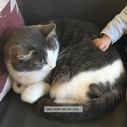 Foto 1/1 Bichette Chat perdido en Super besse