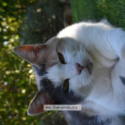 Foto 1/1 Frimousse Chat perdido en Tourves