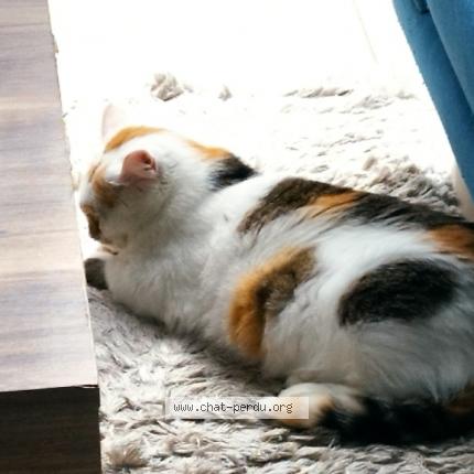 Foto 1/1 Maman Chat perdido en Blanquefort