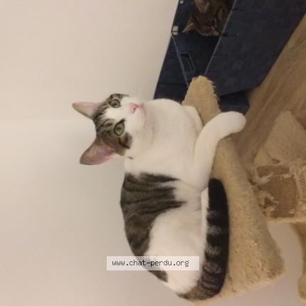 Foto 1/1 KIKI Rose Chat perdido en Donnemarie dontilly