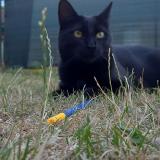 Foto del gato perdido en Anstaing