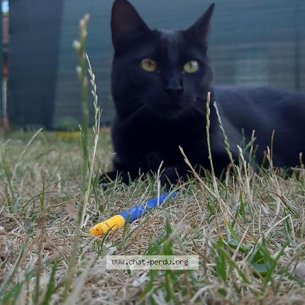 Foto 1/1 Bella Chat perdido en Anstaing