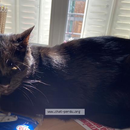 Foto 1/2 Panthère Chat perdido en Ales