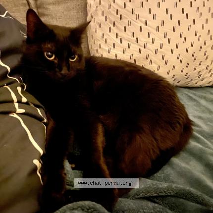 Foto 2/2 Panth&egrave;re Chat perdido en Ales