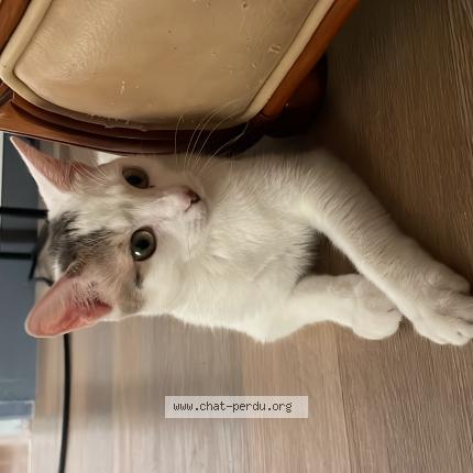 Foto 1/1 Gaia Chat perdido en Strasbourg