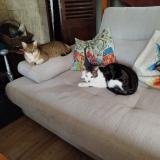 Foto del gato perdido en Coulaures