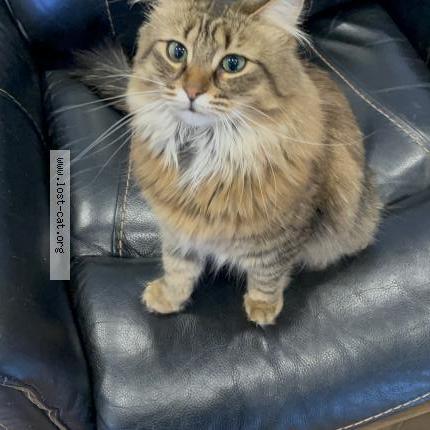 Foto 1/1 Miso Chat perdido en Saint lazare