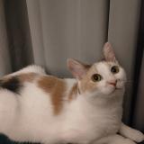 Foto del gato perdido en Nantes