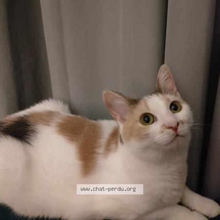 Foto 1/1 Pepitq Chat perdido en Nantes