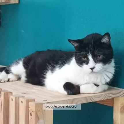 Foto 1/1 Gato encontrado Perdido en Chalou moulineux