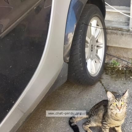 Foto 1/1 Gato encontrado Perdido en Strasbourg