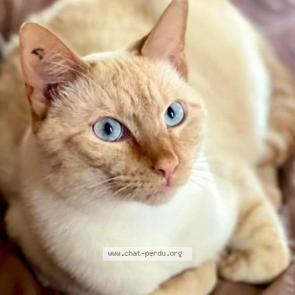 Foto 1/1 Socrate Chat perdido en La neuve grange