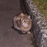 Foto del gato perdido en Chagny