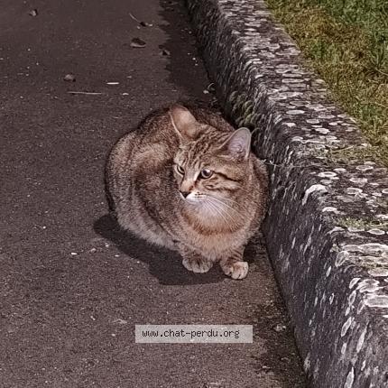 Foto 1/1 You two Chat perdido en Chagny