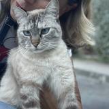 Foto del gato perdido en Realville