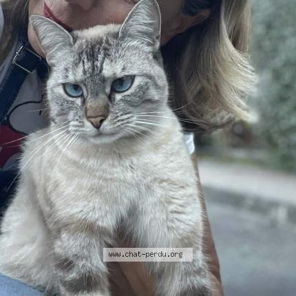 Foto 1/1 Xenna Chat perdido en Realville