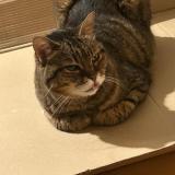 Foto del gato perdido en Feigeres