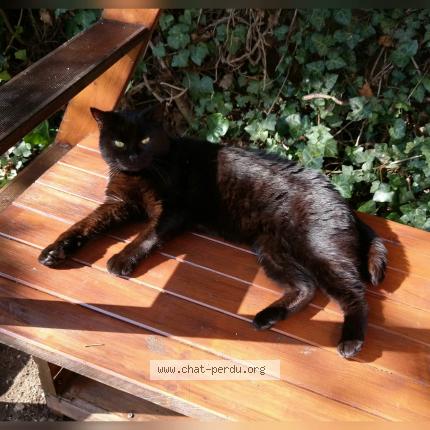 Foto 1/1 Cutly Chat perdido en Rillieux la pape