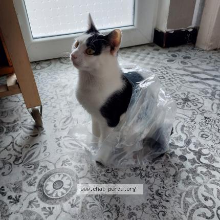 Foto 1/1 Pysy Chat perdido en Fleron