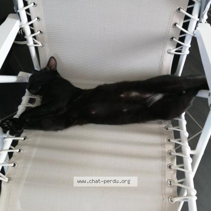 Foto 1/1 Miou Chat perdido en Tonneins