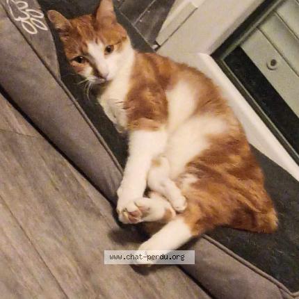 Foto 1/1 Pippin Chat perdido en Houdain
