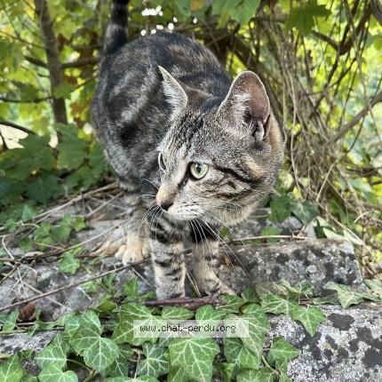 Foto 1/2 Cléopâtre Chat perdido en Les trois lacs