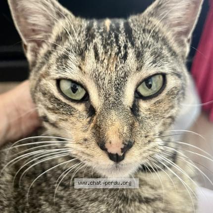 Foto 2/2 Cl&eacute;op&acirc;tre Chat perdido en Les trois lacs