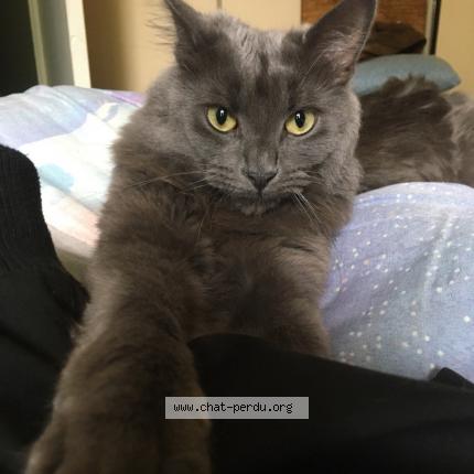 Foto 1/2 Mimi Chat perdido en Les trois lacs