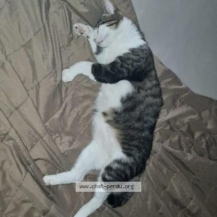 Foto 1/1 Luna Chat perdido en Echirolles