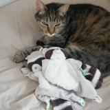 Foto del gato perdido en Bessines