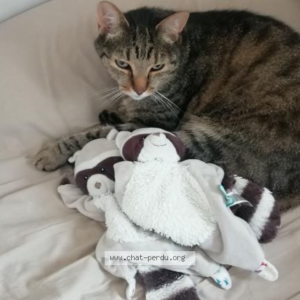 Foto 1/1 Plume Chat perdido en Bessines