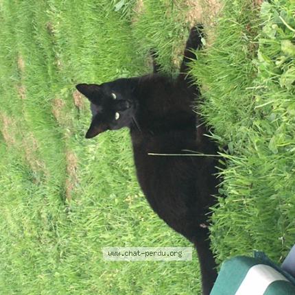 Foto 1/1 Billy Chat perdido en Questembert