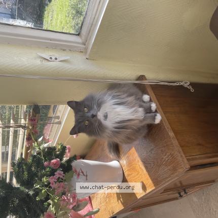 Foto 1/1 Châtaigne Chat perdido en Dordives