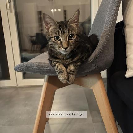 Foto 1/1 Nala Chat perdido en Fribourg