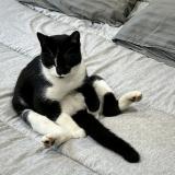 Foto del gato perdido en Saint Germain Laprade