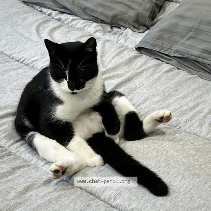 Foto 1/1 Choco Chat perdido en Saint germain laprade