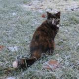 Foto del gato perdido en Sucy En Brie