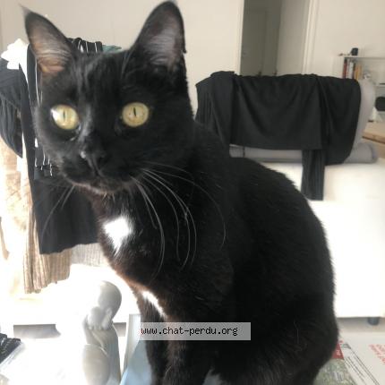 Foto 1/1 Kaya Chat perdido en Parigne l eveque
